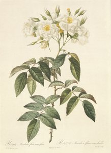 Rosa Moschata Flora Semi-Pleno by Pierre Joseph Redouté